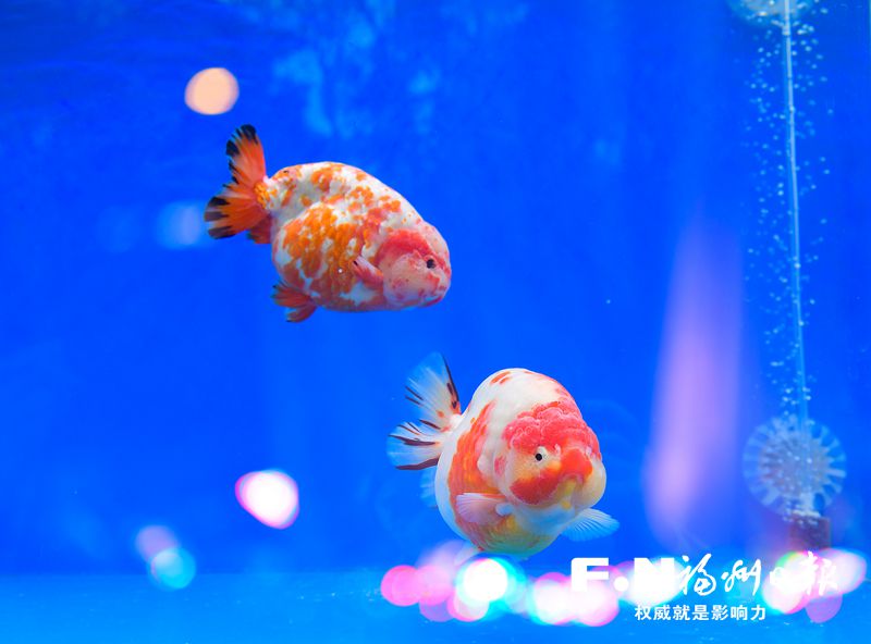 2022年福州金魚攝影大賽優秀作品選登