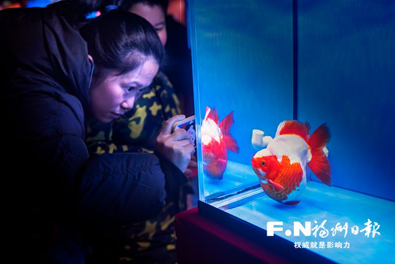 2022年福州金魚攝影大賽優秀作品選登