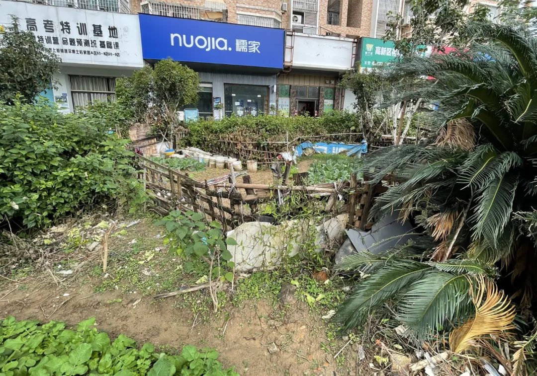 補坑還綠，福州高新區“顏值”提升在行動！