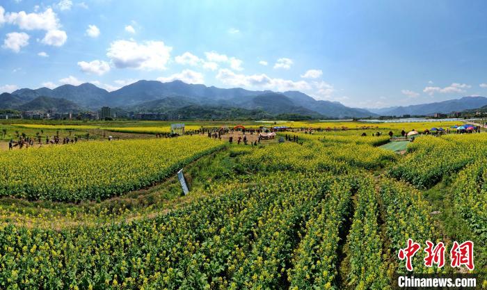 福建閩侯油菜花海引客來