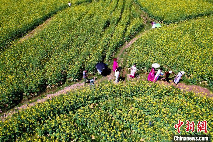 福建閩侯油菜花海引客來