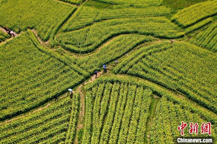 福建閩侯油菜花海引客來