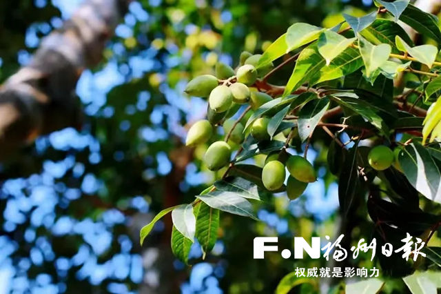 閩侯白沙鎮(zhèn)改良橄欖品種，開拓全國(guó)市場(chǎng)