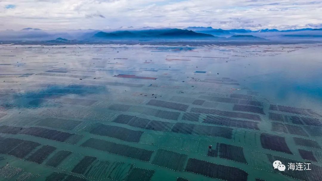 供不應求！連江千畝龍須菜豐收上市