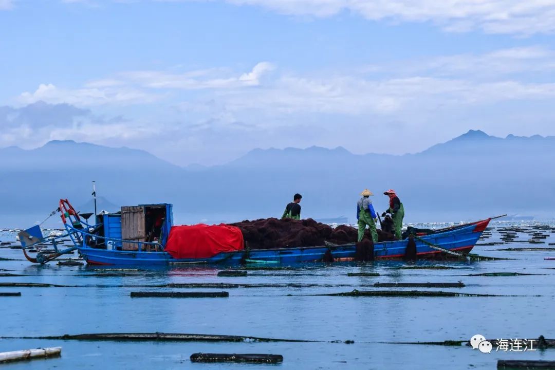 供不應求！連江千畝龍須菜豐收上市