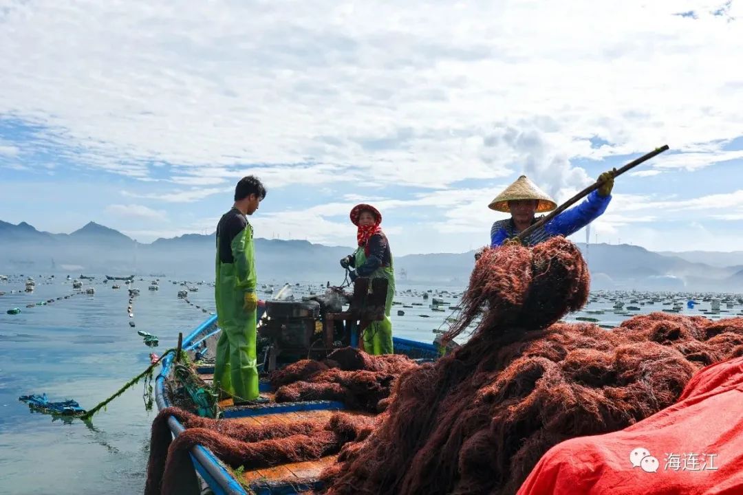 供不應求！連江千畝龍須菜豐收上市