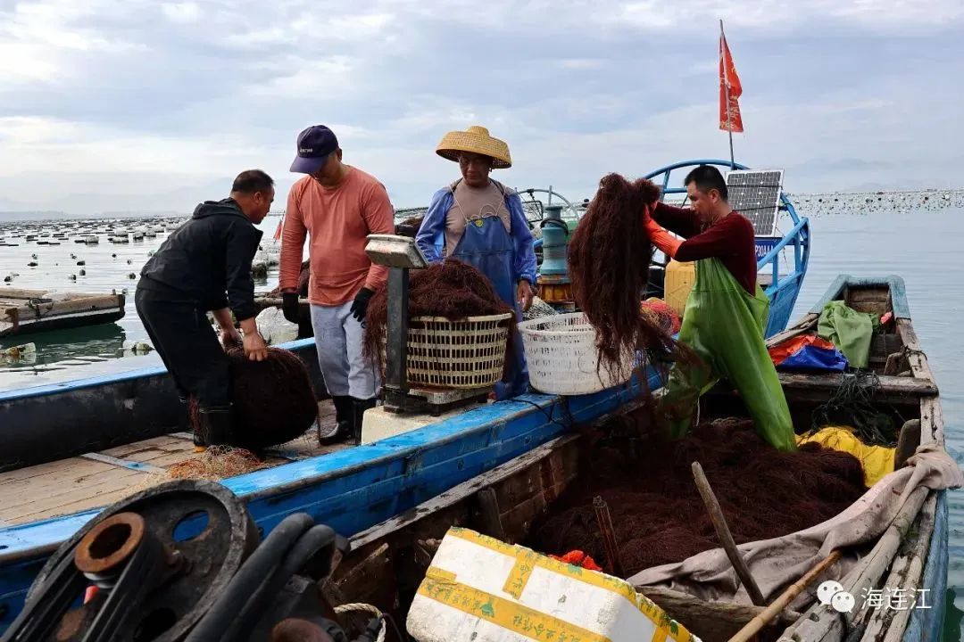 供不應求！連江千畝龍須菜豐收上市