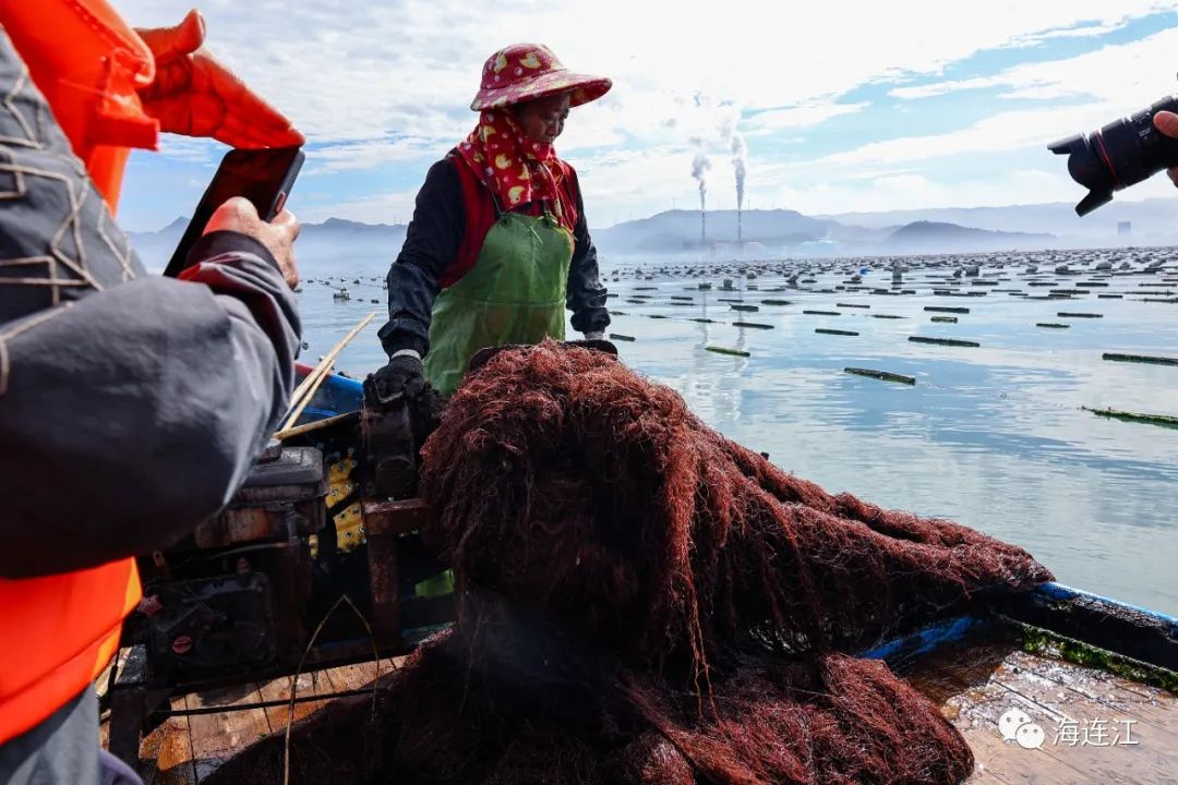 供不應求！連江千畝龍須菜豐收上市