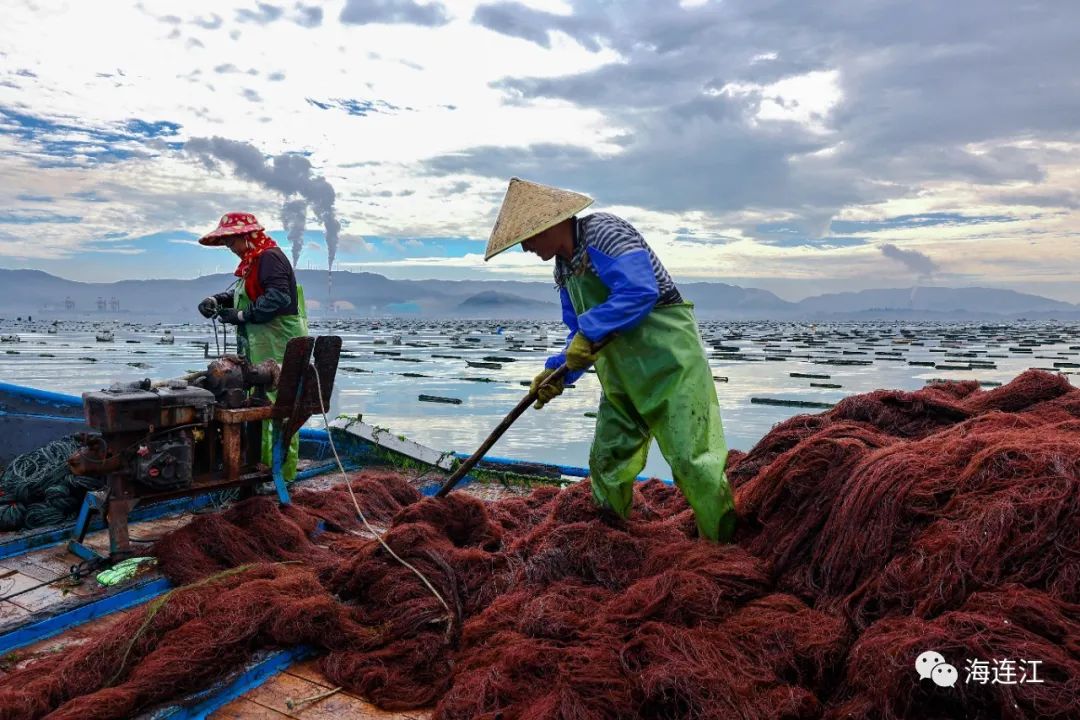 供不應求！連江千畝龍須菜豐收上市