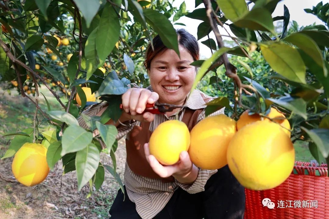 搶“鮮”上市!連江上百畝果園開(kāi)摘! 搶“鮮”上市!連江上百畝果園開(kāi)摘!