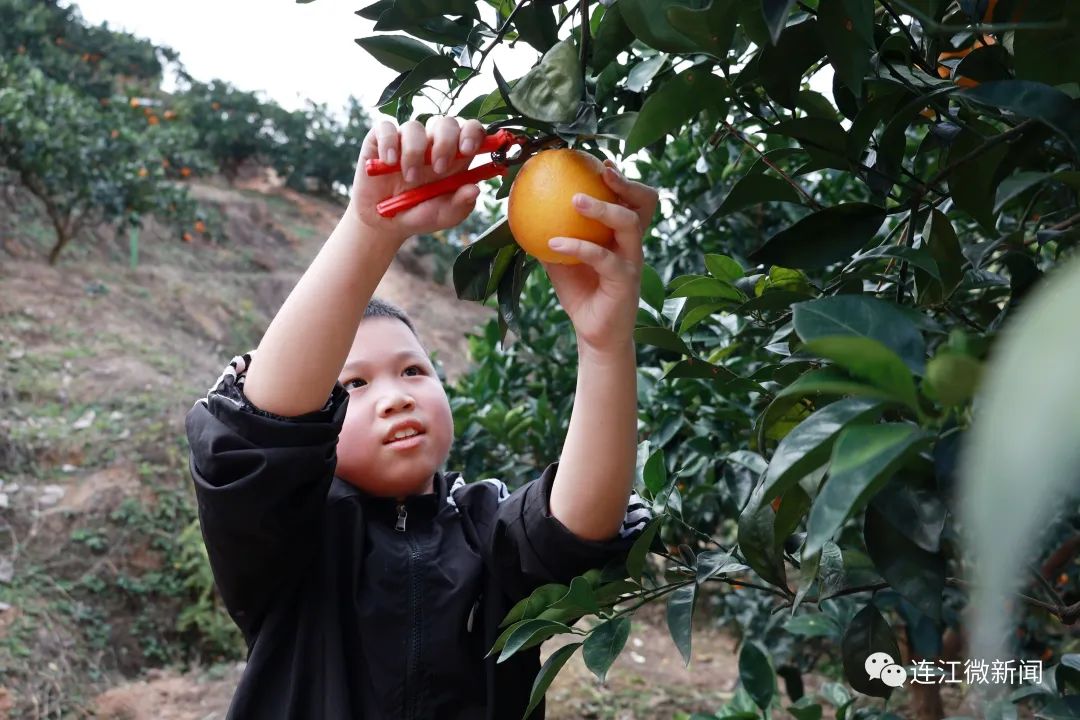 搶“鮮”上市!連江上百畝果園開(kāi)摘! 搶“鮮”上市!連江上百畝果園開(kāi)摘!