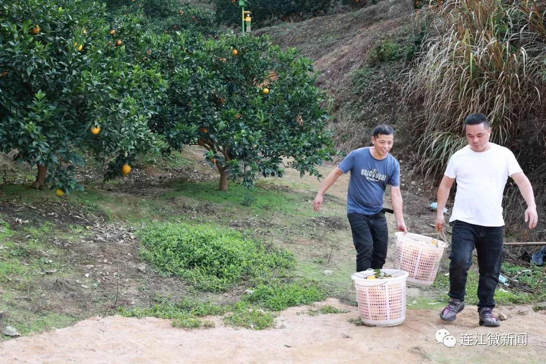 搶“鮮”上市!連江上百畝果園開(kāi)摘! 搶“鮮”上市!連江上百畝果園開(kāi)摘!