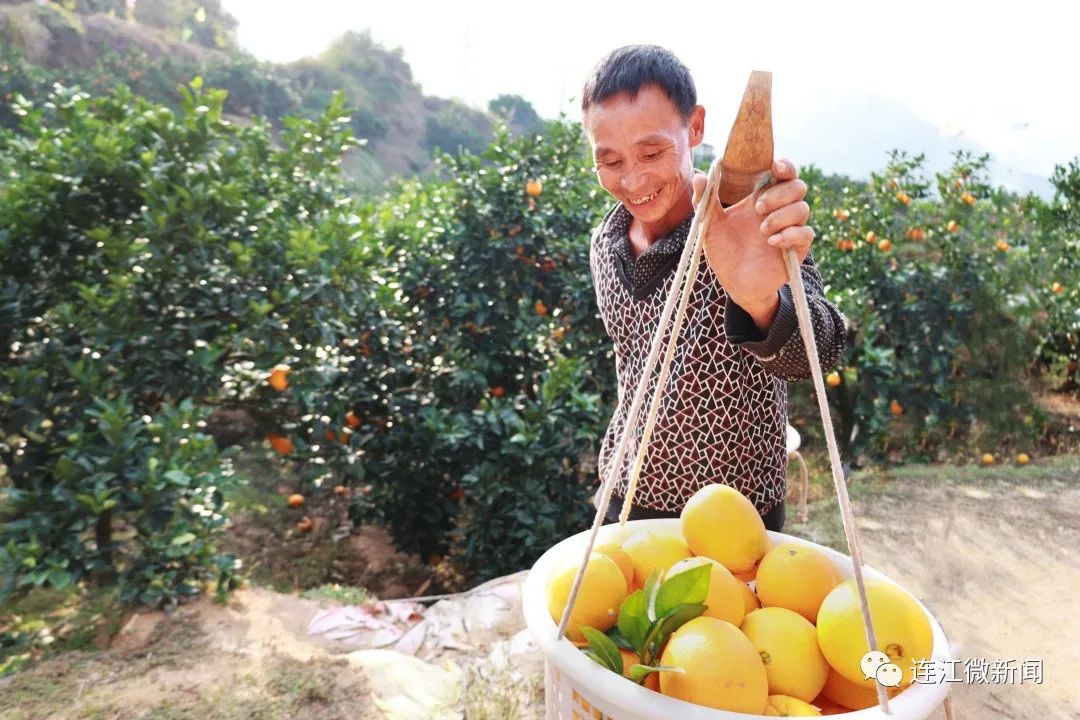 搶“鮮”上市!連江上百畝果園開(kāi)摘! 搶“鮮”上市!連江上百畝果園開(kāi)摘!