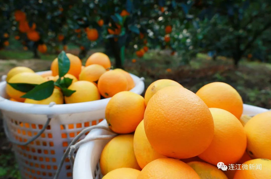 搶“鮮”上市!連江上百畝果園開(kāi)摘! 搶“鮮”上市!連江上百畝果園開(kāi)摘!