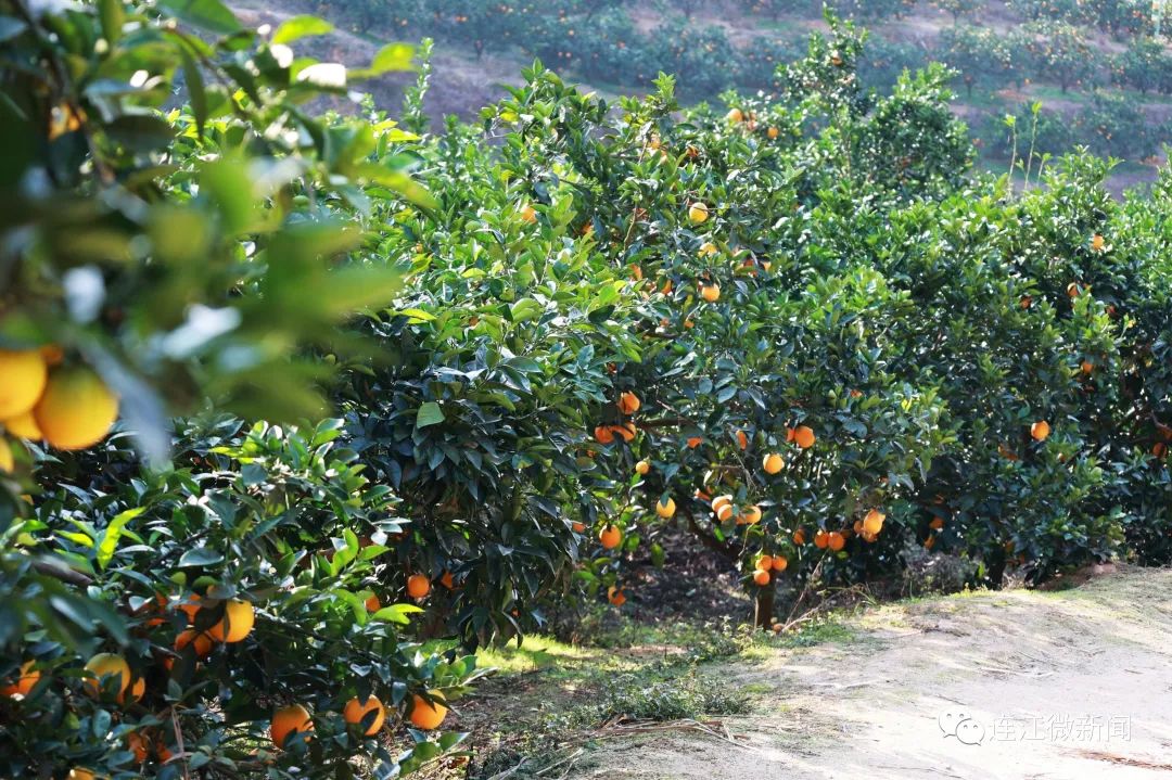 搶“鮮”上市!連江上百畝果園開(kāi)摘! 搶“鮮”上市!連江上百畝果園開(kāi)摘!