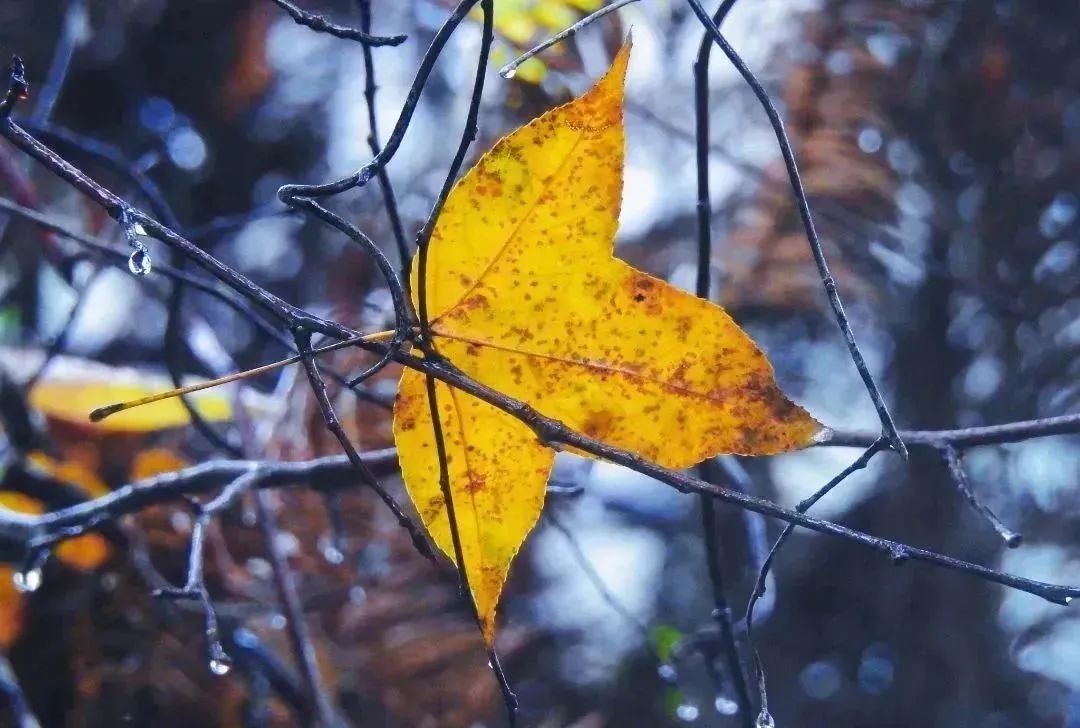 閩清東洋村:煙雨中的山水畫卷 閩清東洋村:煙雨中的山水畫卷