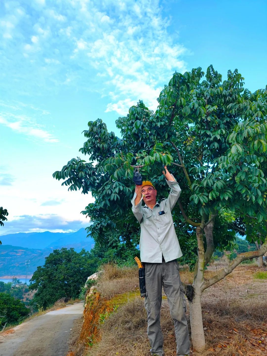閩清:以“橄欖綠”擦亮鄉(xiāng)村振興底色 閩清:以“橄欖綠”擦亮鄉(xiāng)村振興底色