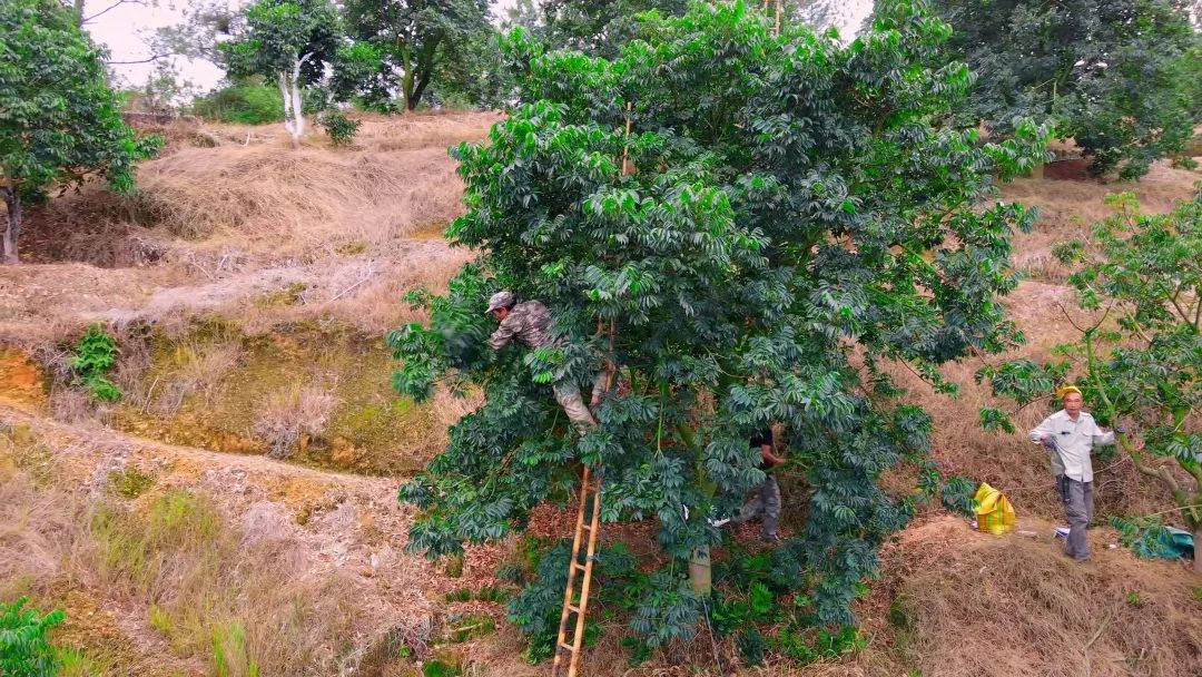 閩清:以“橄欖綠”擦亮鄉(xiāng)村振興底色 閩清:以“橄欖綠”擦亮鄉(xiāng)村振興底色