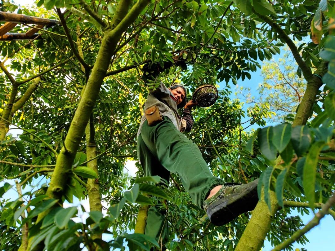 閩清:以“橄欖綠”擦亮鄉(xiāng)村振興底色 閩清:以“橄欖綠”擦亮鄉(xiāng)村振興底色