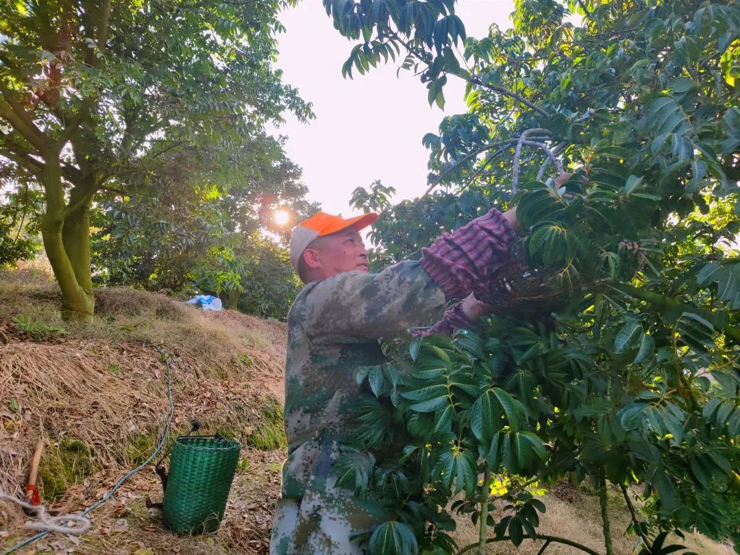 閩清:以“橄欖綠”擦亮鄉(xiāng)村振興底色 閩清:以“橄欖綠”擦亮鄉(xiāng)村振興底色