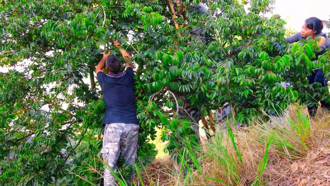 閩清:以“橄欖綠”擦亮鄉(xiāng)村振興底色 閩清:以“橄欖綠”擦亮鄉(xiāng)村振興底色