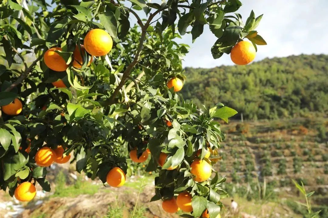 初冬上新!果凍口感,閩清橘中“愛馬仕”迎來采摘季 初冬上新!果凍口感,閩清橘中“愛馬仕”迎來采摘季