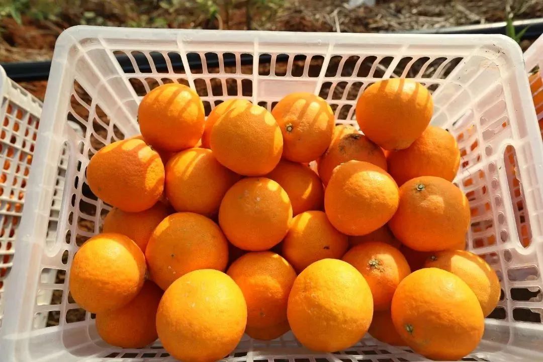 初冬上新!果凍口感,閩清橘中“愛馬仕”迎來采摘季 初冬上新!果凍口感,閩清橘中“愛馬仕”迎來采摘季