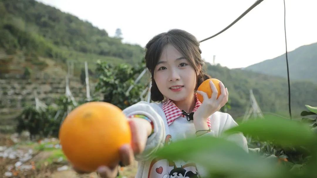 初冬上新!果凍口感,閩清橘中“愛馬仕”迎來采摘季 初冬上新!果凍口感,閩清橘中“愛馬仕”迎來采摘季