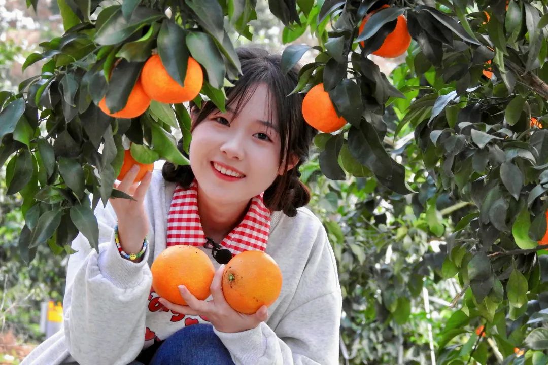 初冬上新!果凍口感,閩清橘中“愛馬仕”迎來采摘季 初冬上新!果凍口感,閩清橘中“愛馬仕”迎來采摘季