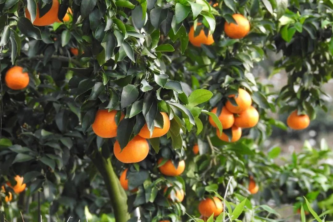 初冬上新!果凍口感,閩清橘中“愛馬仕”迎來采摘季 初冬上新!果凍口感,閩清橘中“愛馬仕”迎來采摘季