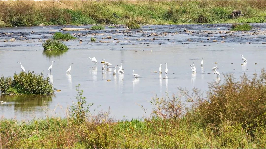 閩清塔莊:黨員引領強整治 河流生態大改善 閩清塔莊:黨員引領強整治 河流生態大改善