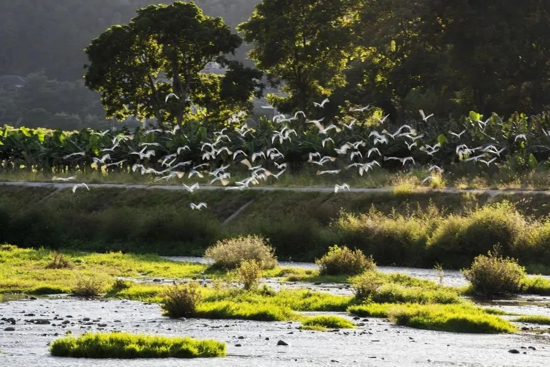 閩清塔莊:黨員引領強整治 河流生態大改善 閩清塔莊:黨員引領強整治 河流生態大改善
