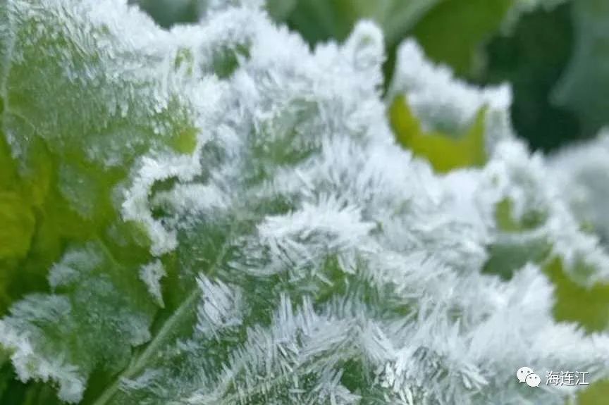 冷！連江霜凍景觀來襲！
